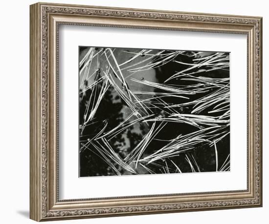 Pine Needles and Water, 1967-Brett Weston-Framed Premium Photographic Print