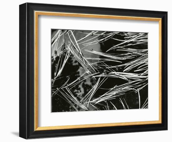 Pine Needles and Water, 1967-Brett Weston-Framed Premium Photographic Print