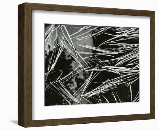 Pine Needles and Water, 1967-Brett Weston-Framed Photographic Print