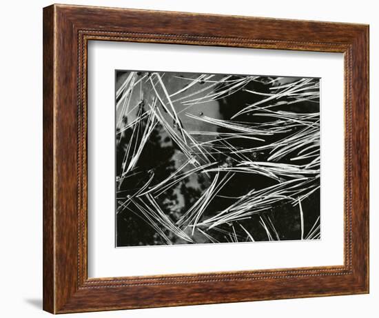 Pine Needles and Water, 1967-Brett Weston-Framed Photographic Print