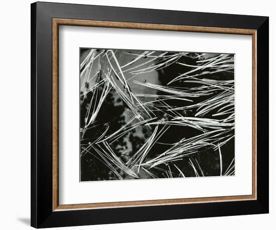 Pine Needles and Water, 1967-Brett Weston-Framed Photographic Print