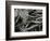 Pine Needles and Water, 1967-Brett Weston-Framed Photographic Print