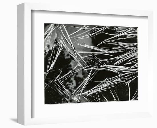 Pine Needles and Water, 1967-Brett Weston-Framed Photographic Print