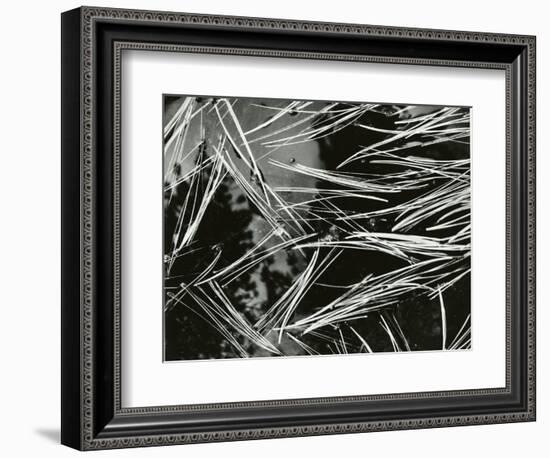 Pine Needles and Water, 1967-Brett Weston-Framed Photographic Print