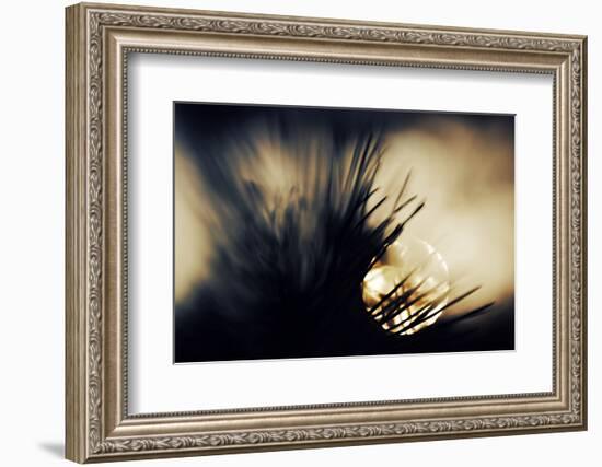 Pine Needles at Sunset-Ursula Abresch-Framed Photographic Print