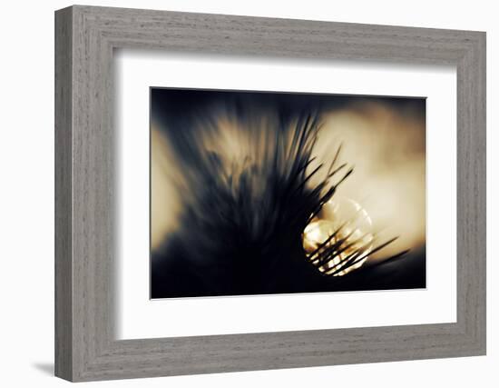 Pine Needles at Sunset-Ursula Abresch-Framed Photographic Print