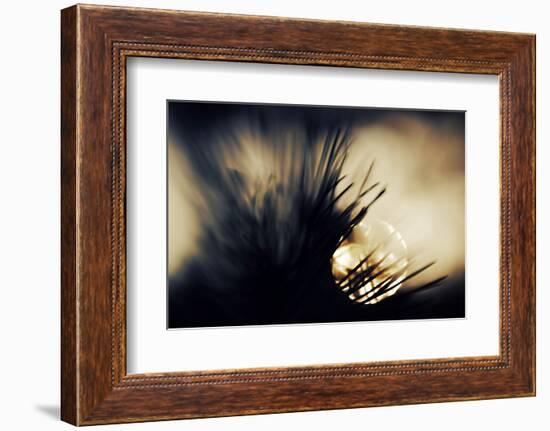Pine Needles at Sunset-Ursula Abresch-Framed Photographic Print