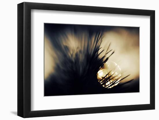 Pine Needles at Sunset-Ursula Abresch-Framed Photographic Print