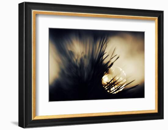 Pine Needles at Sunset-Ursula Abresch-Framed Photographic Print