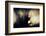 Pine Needles at Sunset-Ursula Abresch-Framed Photographic Print