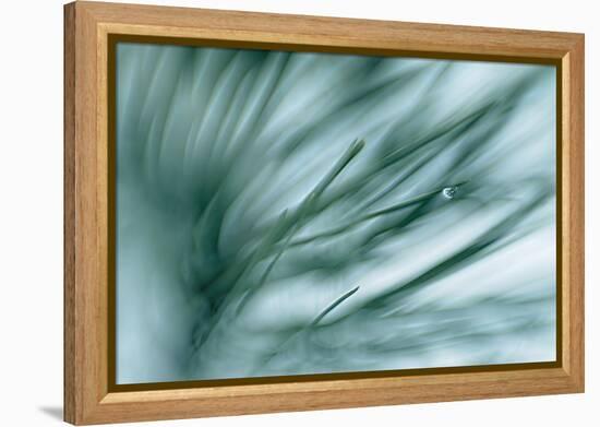 Pine Needles in Rain-Ursula Abresch-Framed Premier Image Canvas