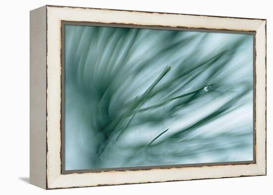 Pine Needles in Rain-Ursula Abresch-Framed Premier Image Canvas