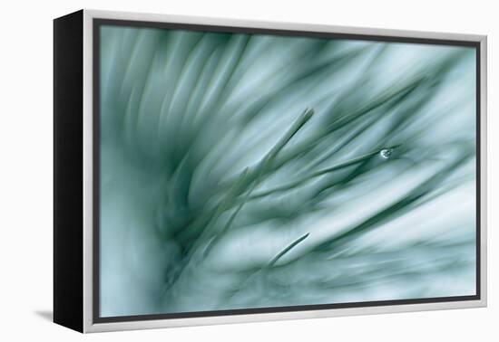 Pine Needles in Rain-Ursula Abresch-Framed Premier Image Canvas