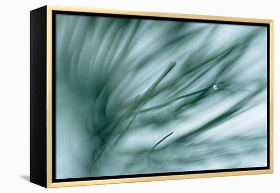 Pine Needles in Rain-Ursula Abresch-Framed Premier Image Canvas