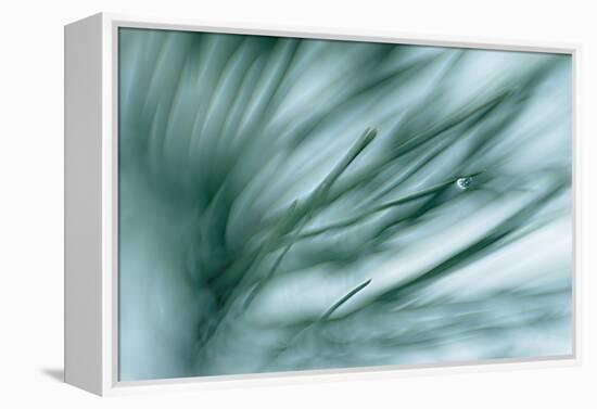 Pine Needles in Rain-Ursula Abresch-Framed Premier Image Canvas