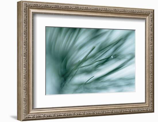 Pine Needles in Rain-Ursula Abresch-Framed Photographic Print