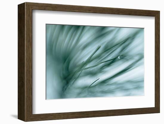 Pine Needles in Rain-Ursula Abresch-Framed Photographic Print