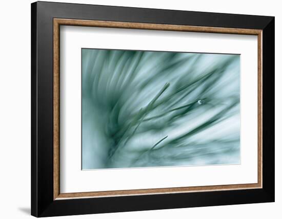 Pine Needles in Rain-Ursula Abresch-Framed Photographic Print