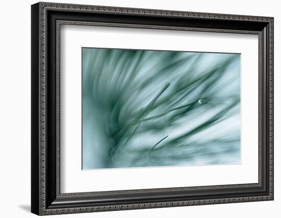 Pine Needles in Rain-Ursula Abresch-Framed Photographic Print