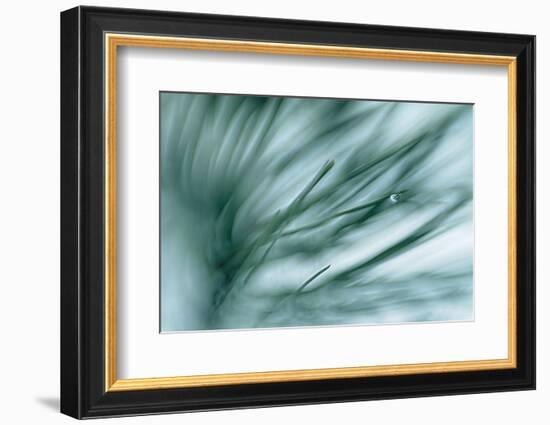 Pine Needles in Rain-Ursula Abresch-Framed Photographic Print