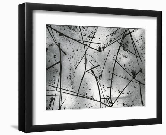 Pine Needles, Oregon, 1972-Brett Weston-Framed Photographic Print