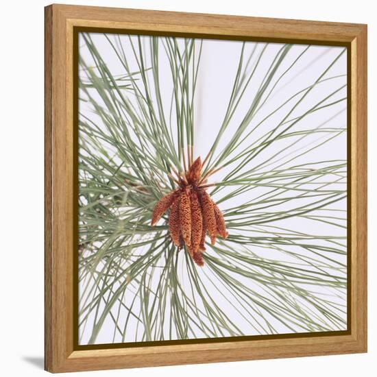 Pine Needles-DLILLC-Framed Premier Image Canvas