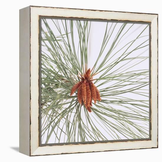 Pine Needles-DLILLC-Framed Premier Image Canvas