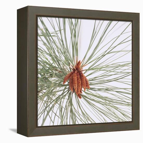 Pine Needles-DLILLC-Framed Premier Image Canvas