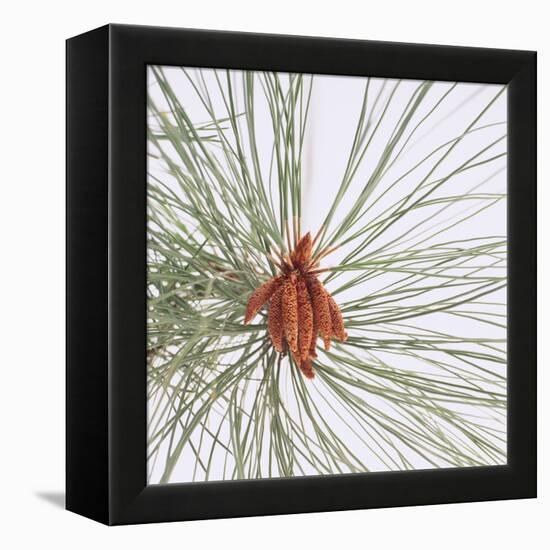 Pine Needles-DLILLC-Framed Premier Image Canvas