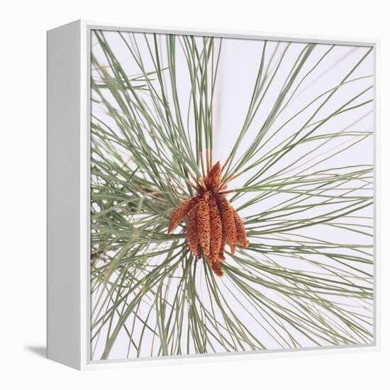 Pine Needles-DLILLC-Framed Premier Image Canvas