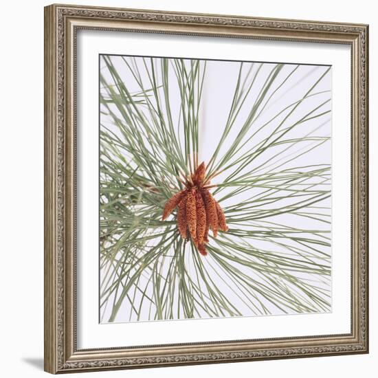 Pine Needles-DLILLC-Framed Photographic Print