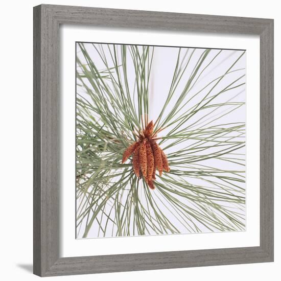 Pine Needles-DLILLC-Framed Photographic Print