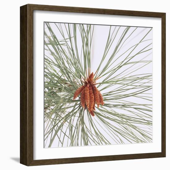 Pine Needles-DLILLC-Framed Photographic Print