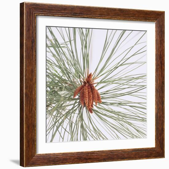 Pine Needles-DLILLC-Framed Photographic Print