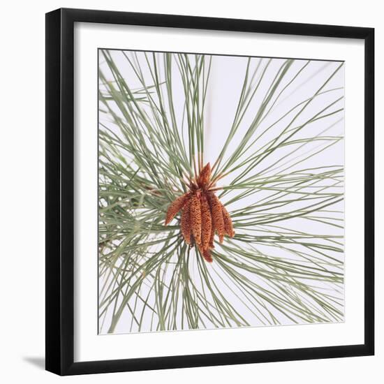 Pine Needles-DLILLC-Framed Photographic Print