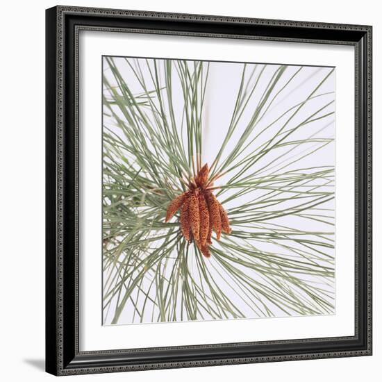 Pine Needles-DLILLC-Framed Photographic Print