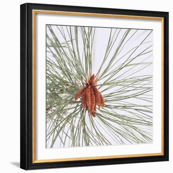 Pine Needles-DLILLC-Framed Photographic Print