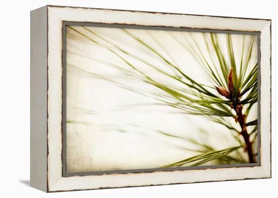 Pine Needles-Jessica Rogers-Framed Premier Image Canvas