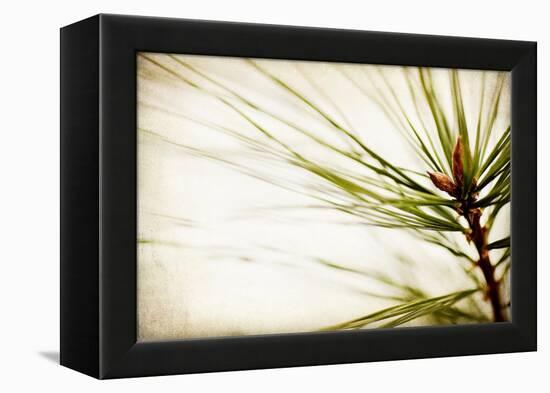 Pine Needles-Jessica Rogers-Framed Premier Image Canvas