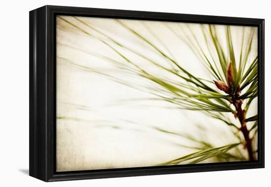 Pine Needles-Jessica Rogers-Framed Premier Image Canvas