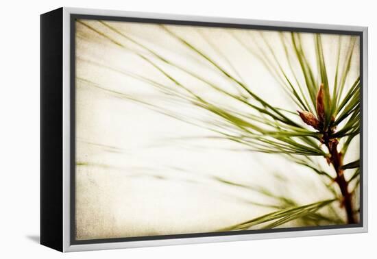 Pine Needles-Jessica Rogers-Framed Premier Image Canvas