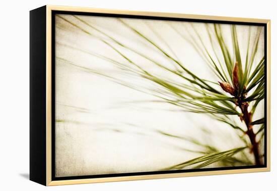 Pine Needles-Jessica Rogers-Framed Premier Image Canvas