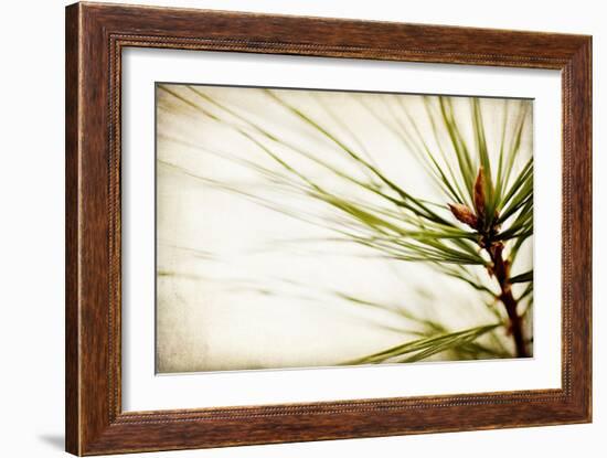 Pine Needles-Jessica Rogers-Framed Giclee Print