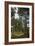 Pine Path Vertical-Robert Goldwitz-Framed Photographic Print