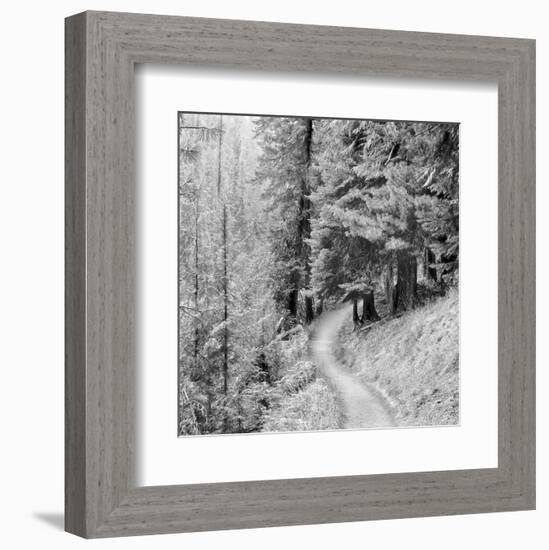 Pine Path-Erin Clark-Framed Art Print