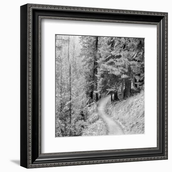 Pine Path-Erin Clark-Framed Art Print