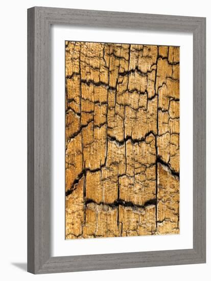 Pine Patterns I-Kathy Mahan-Framed Photographic Print