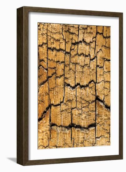 Pine Patterns I-Kathy Mahan-Framed Photographic Print