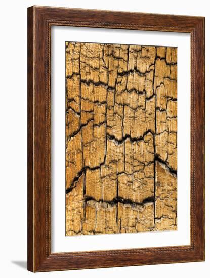 Pine Patterns I-Kathy Mahan-Framed Photographic Print