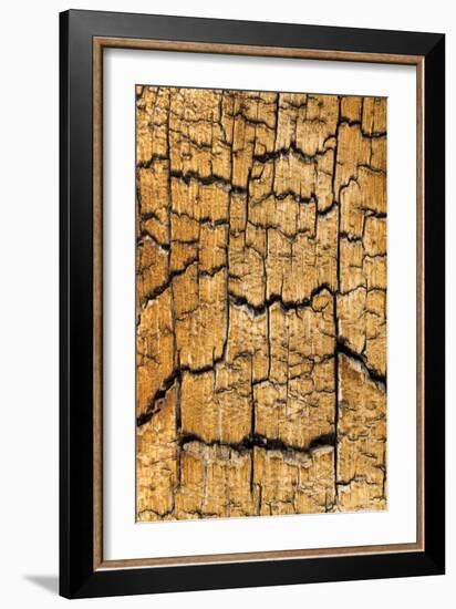 Pine Patterns I-Kathy Mahan-Framed Photographic Print